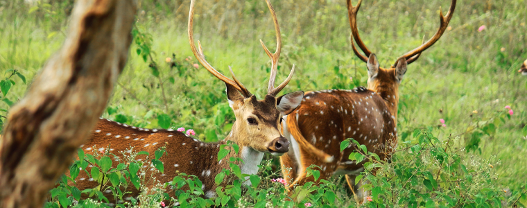 By Land and By Sea: 7 Fascinating Species You'll Find in Hawaii - Royal ...